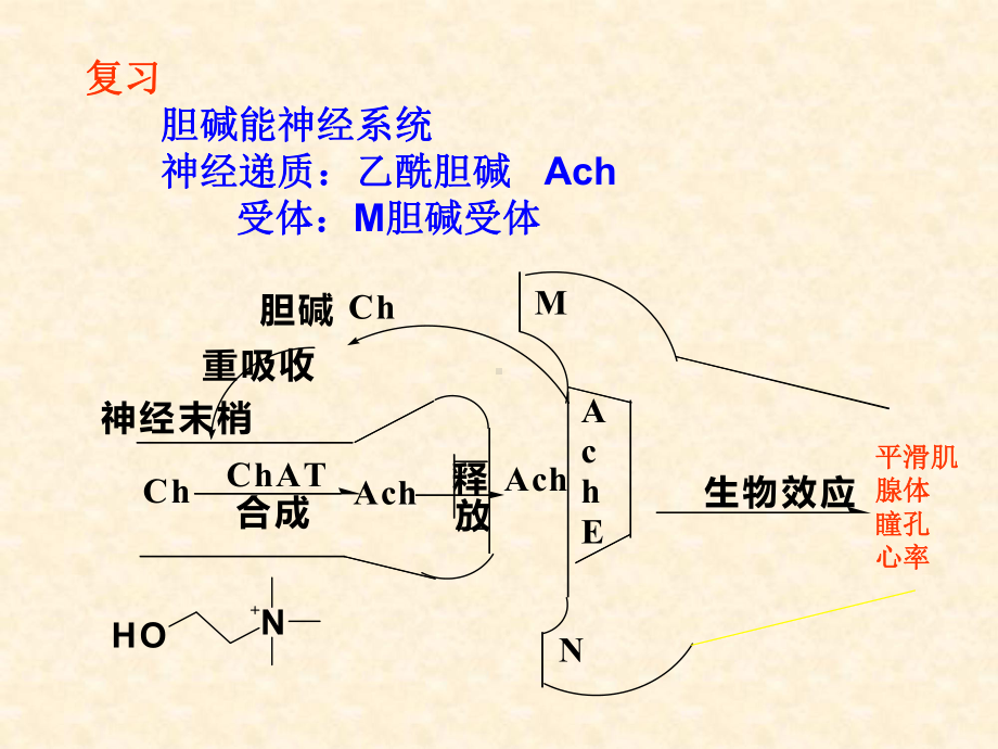 8拟胆碱药和抗胆碱药1 药物化学 教学课件.ppt_第3页