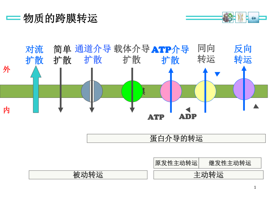 26 利尿药和脱水药-PPT课件.ppt_第2页