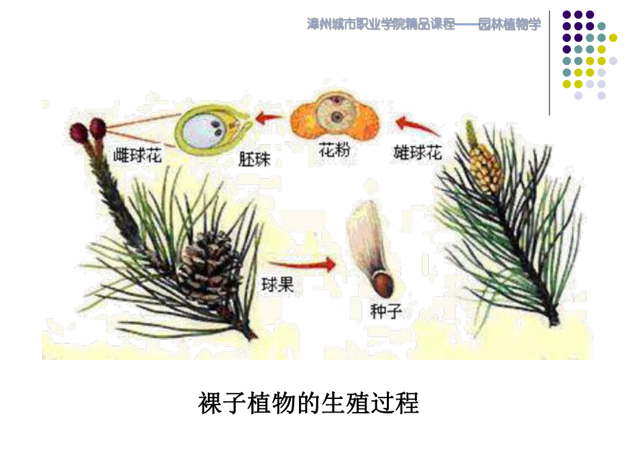 （林学课件）裸子植物的生殖过程.ppt_第2页