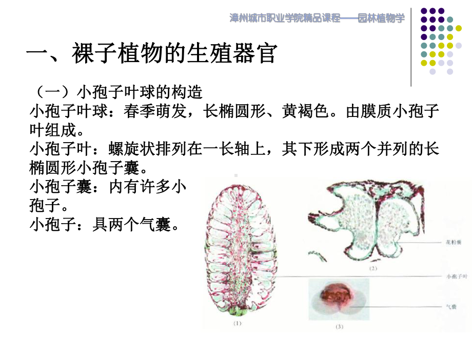 （林学课件）裸子植物的生殖过程.ppt_第3页