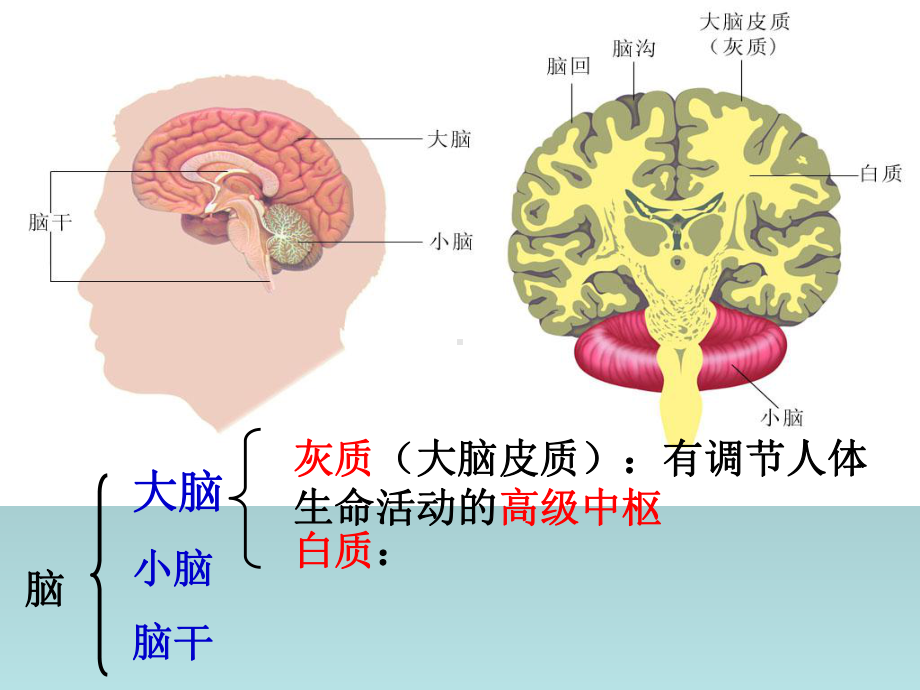 第12章《人体的神经调节》课件4.ppt_第2页