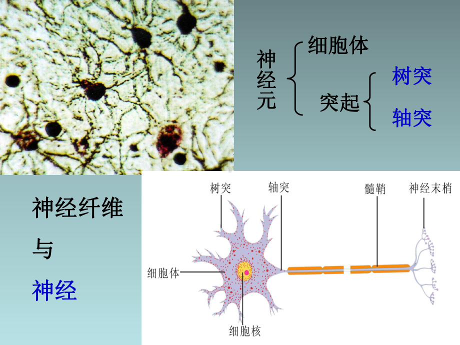 第12章《人体的神经调节》课件4.ppt_第3页