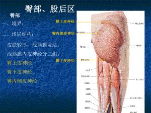 局部解剖学课件-臀区及下肢(学院).ppt