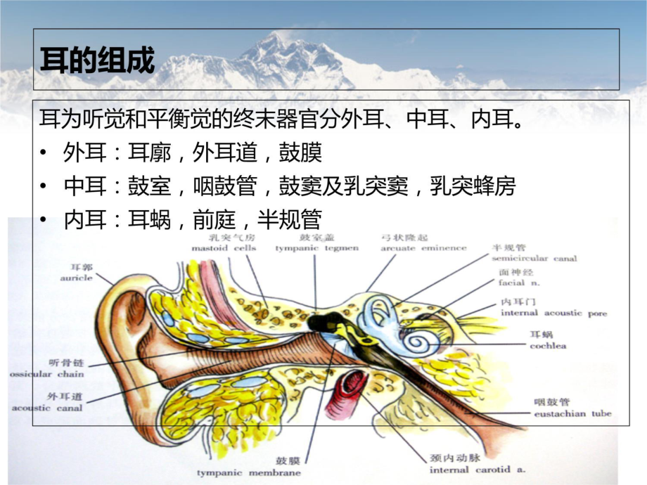 耳部常见疾病PPT课件.ppt_第2页