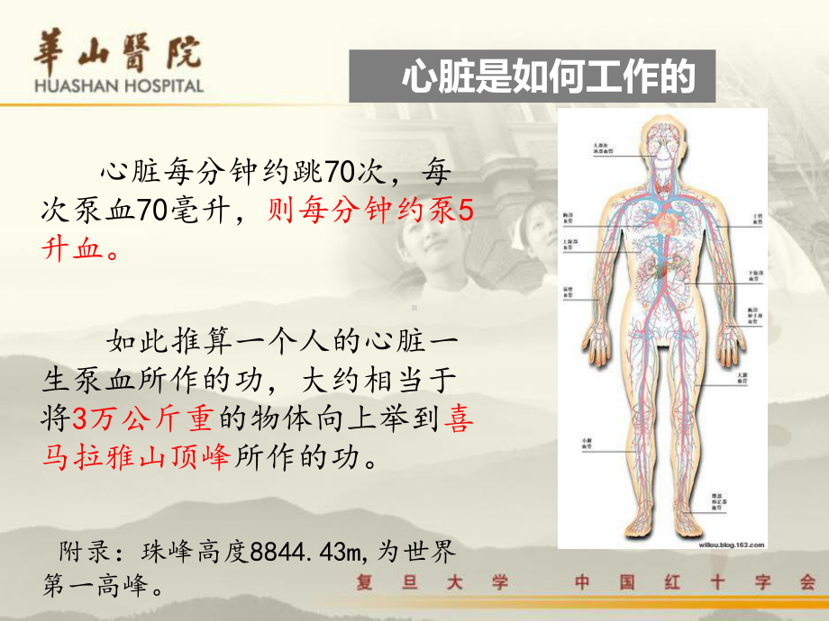 最新《辅酶q10》ppt课件.ppt_第2页