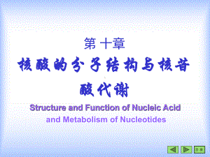 （化学课件）第十章核酸的分子结构与核苷酸代谢.ppt