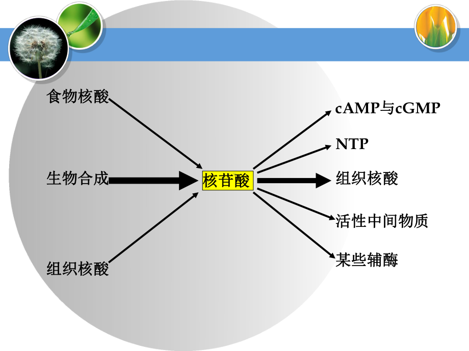 安徽师范大学生命科学学院生物化学课件第十章 核酸代谢.ppt_第3页