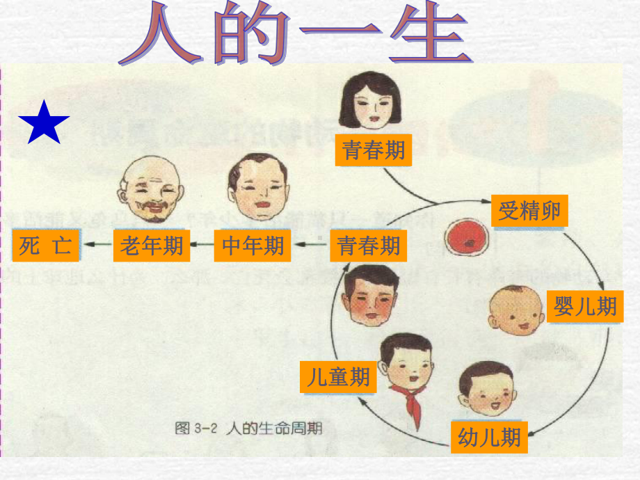 浙教版七年级科学下册-1.3动物的生长时期-课件4.ppt_第2页