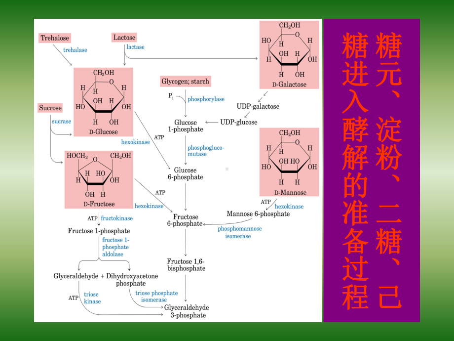 浙大考研史峰生物化学辅导班课件 糖代谢2.ppt_第3页