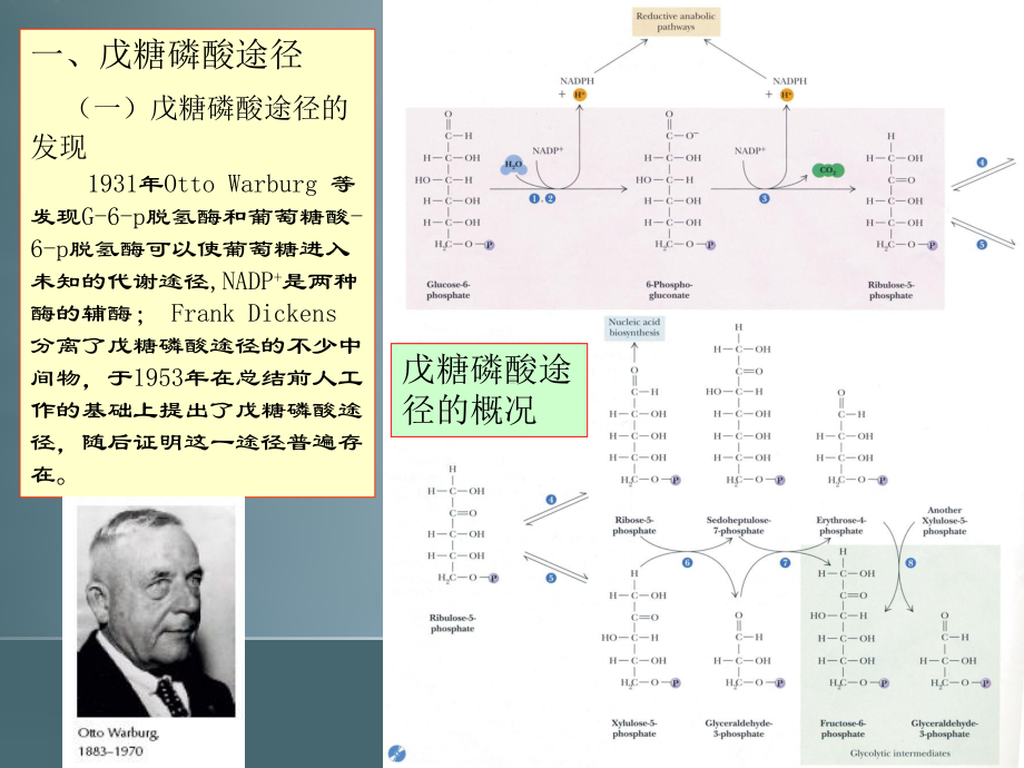 王镜岩 生物化学 经典课件 糖代谢2.ppt_第2页