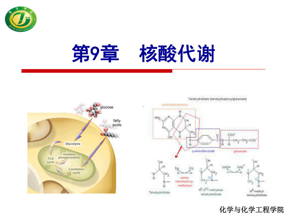 核酸代谢课件.ppt_第1页