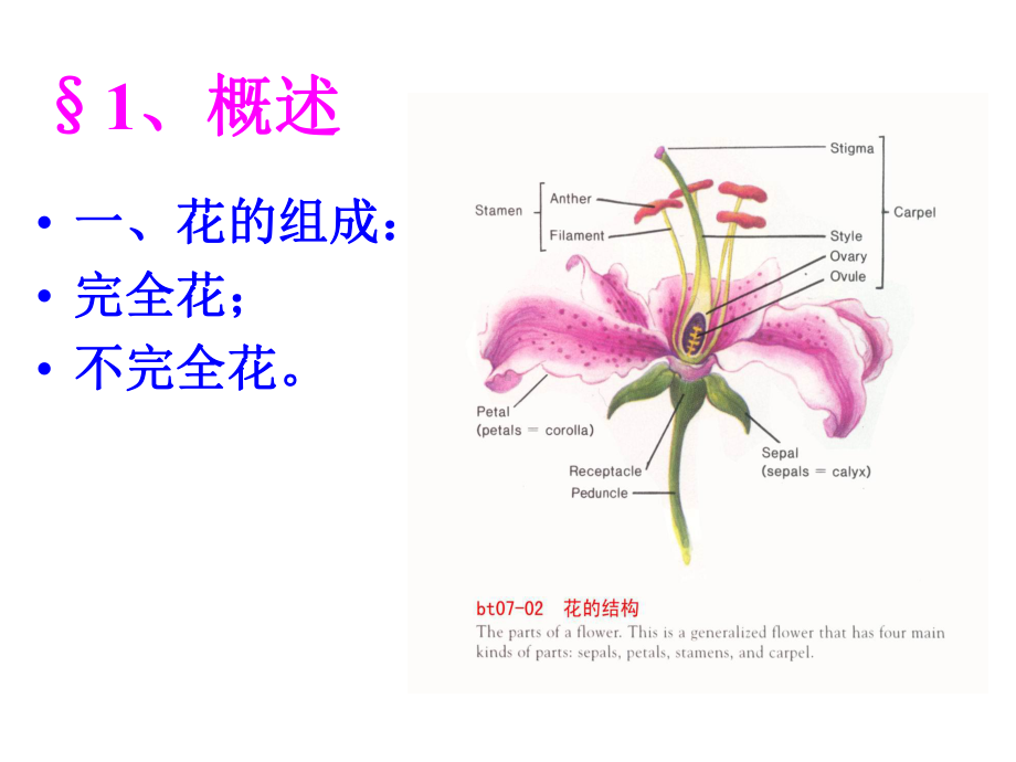 （中药鉴定学课件）-第九章-花类药材精品下载.ppt_第2页