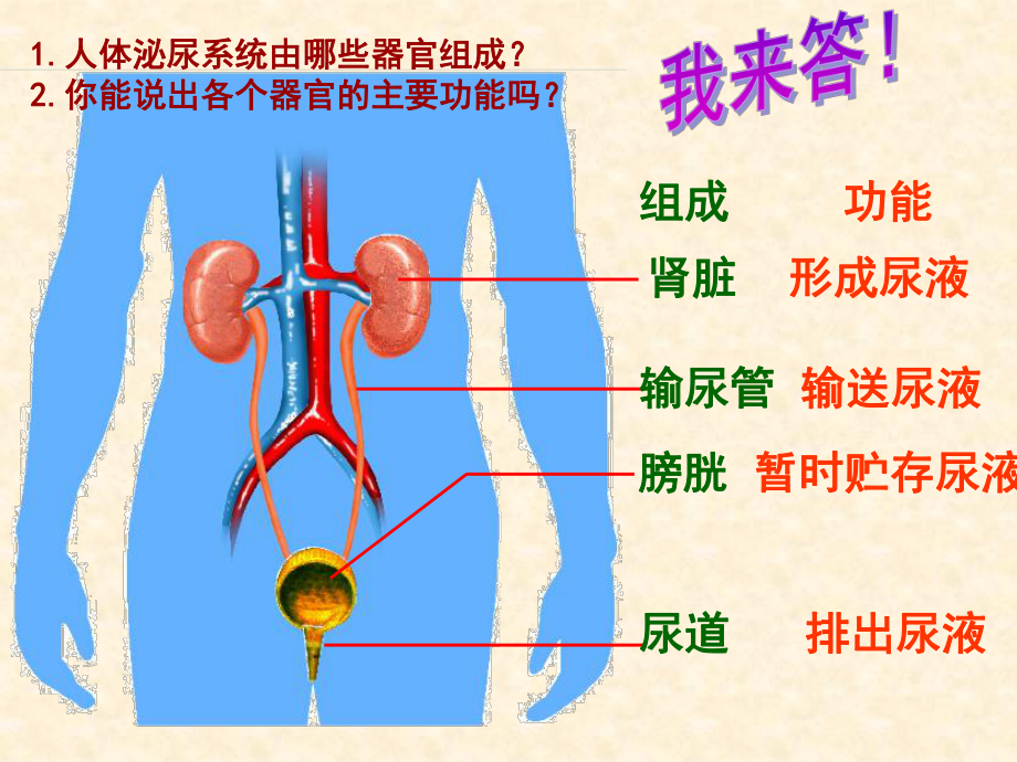 第11章《人体泌尿系统的组成》课件2.ppt_第3页