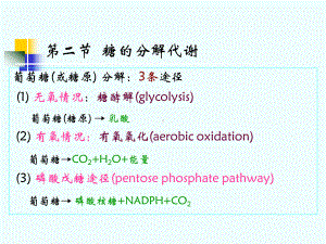 复旦大学生物化学课件第八章 糖代谢 II.ppt