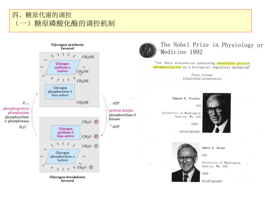 （专业课）王镜岩 生物化学 经典课件 10糖代谢3 考研必备 学生物化学必备ppt模版课件.ppt_第1页