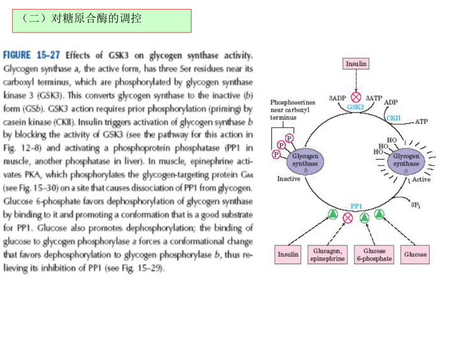 （专业课）王镜岩 生物化学 经典课件 10糖代谢3 考研必备 学生物化学必备ppt模版课件.ppt_第2页