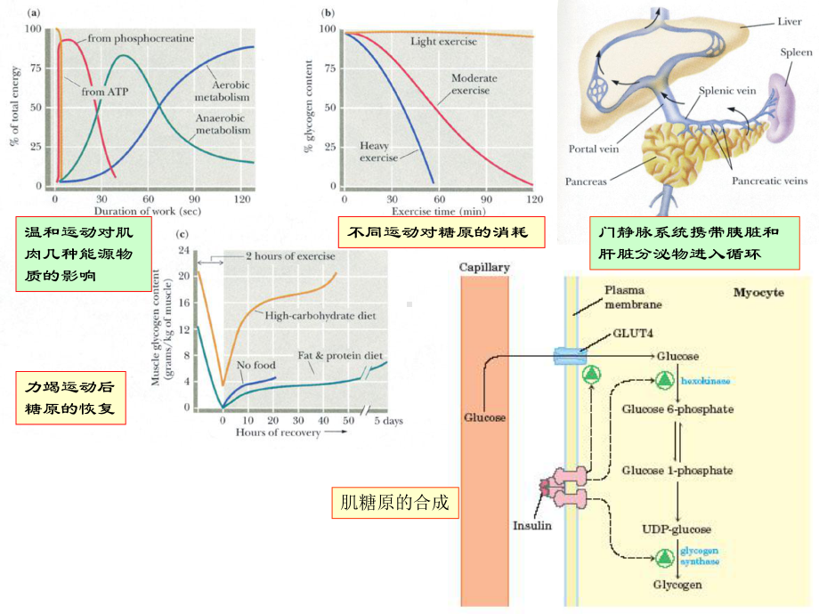 （专业课）王镜岩 生物化学 经典课件 10糖代谢3 考研必备 学生物化学必备ppt模版课件.ppt_第3页