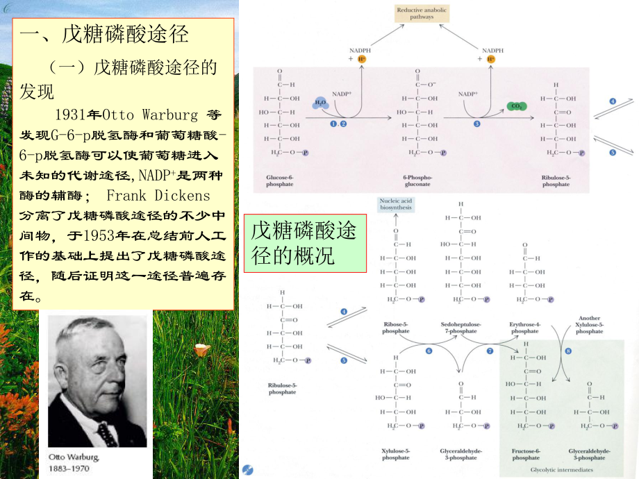 陕西师范大学生物化学课件8糖代谢2.ppt_第2页