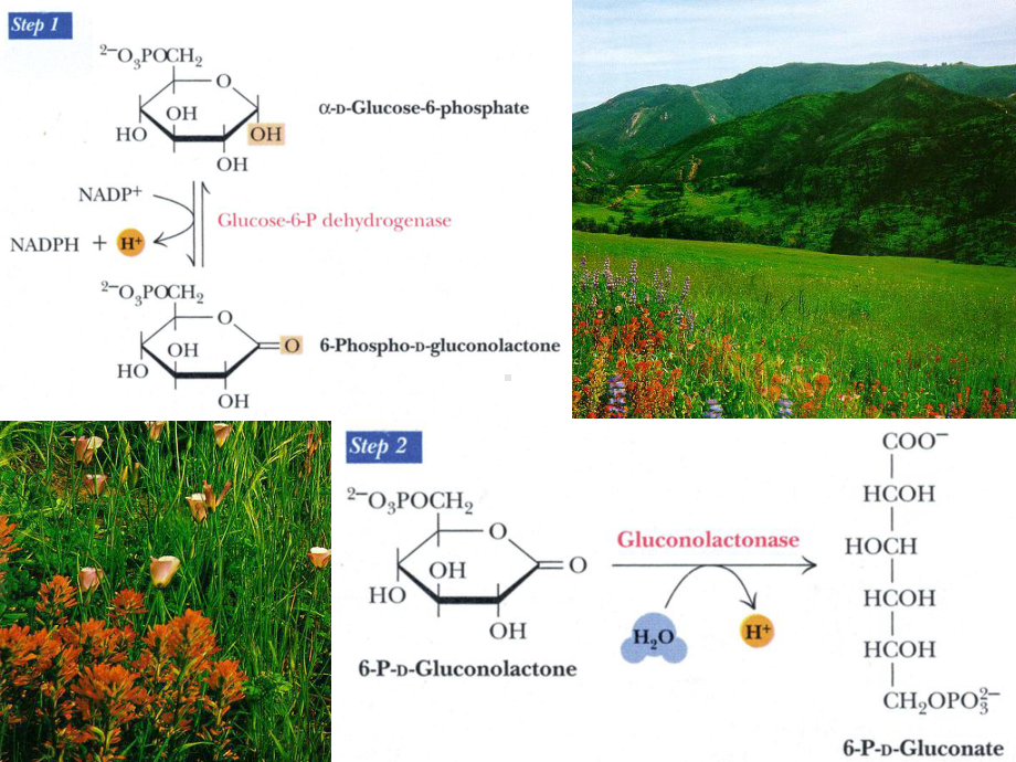 陕西师范大学生物化学课件8糖代谢2.ppt_第3页