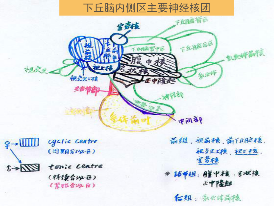 [家畜繁殖学课件]第二章 生殖激素（精品PPT）.ppt_第3页