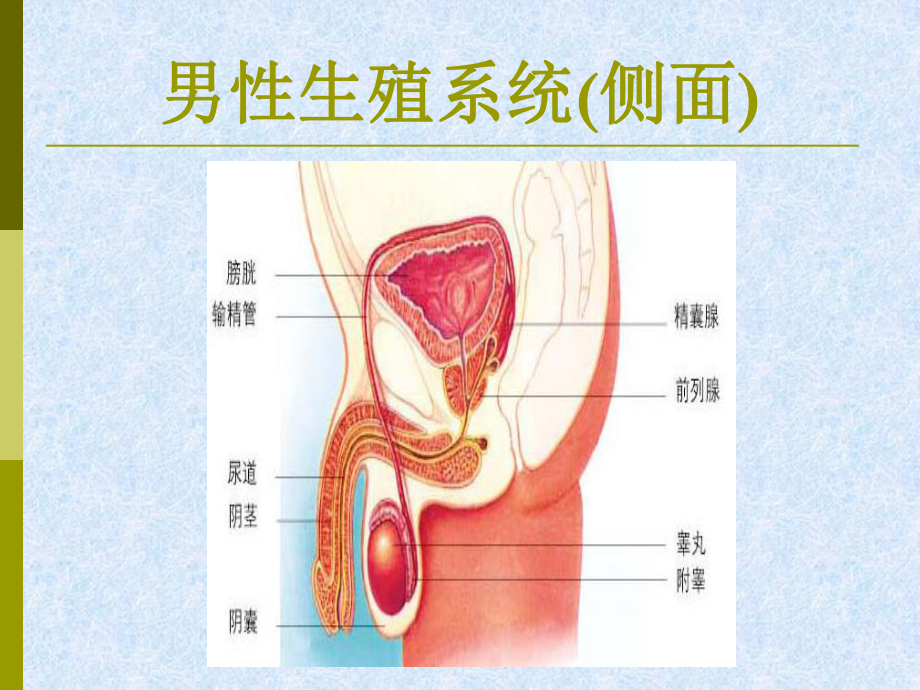 第19章-人的生殖和发育-PPT课件.ppt_第3页