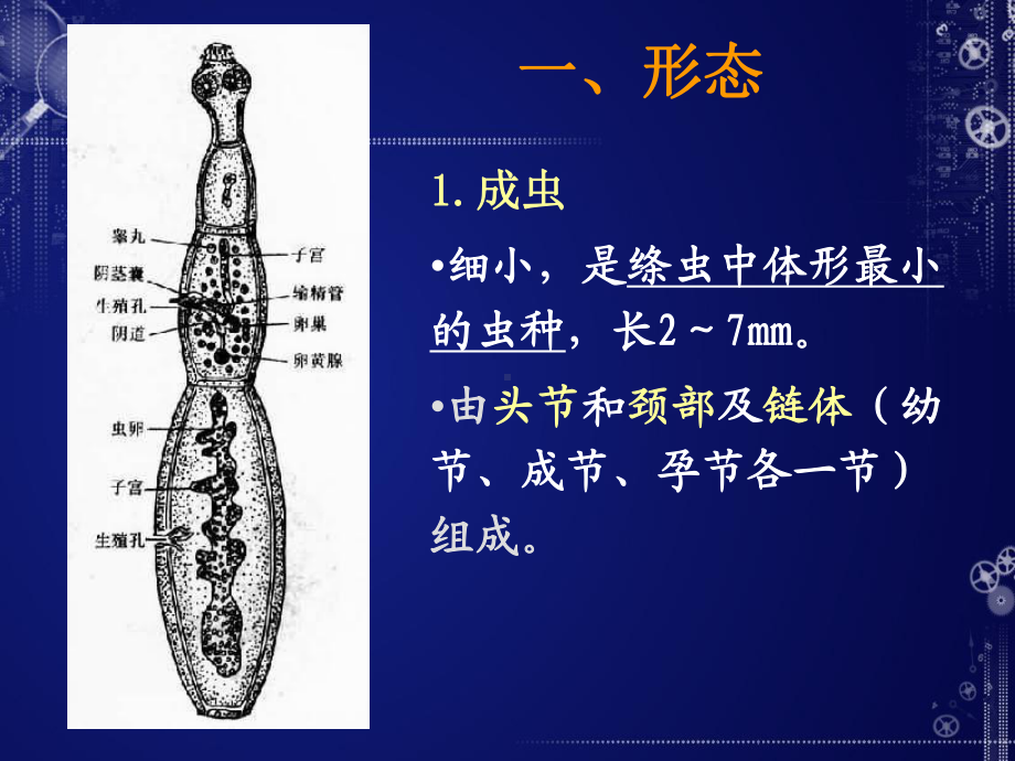 细粒棘球绦虫-PPT课件.ppt_第3页