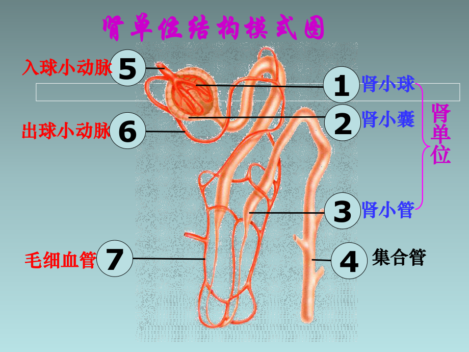 第11章《人体废物的排出》课件4.ppt_第2页