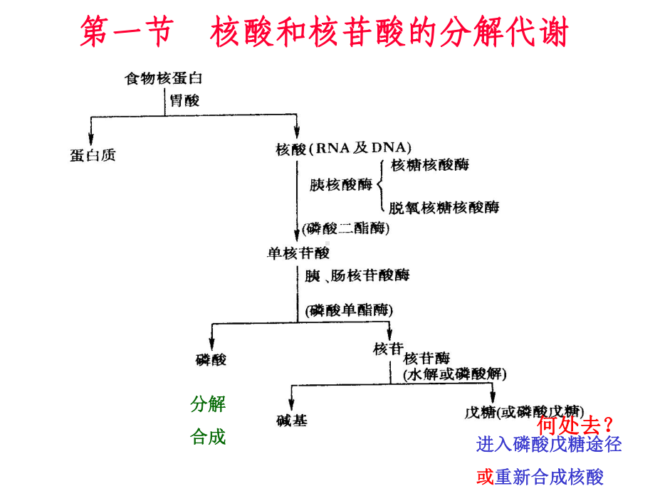 生物化学课件之核酸的降解和核苷酸代谢08.ppt_第3页