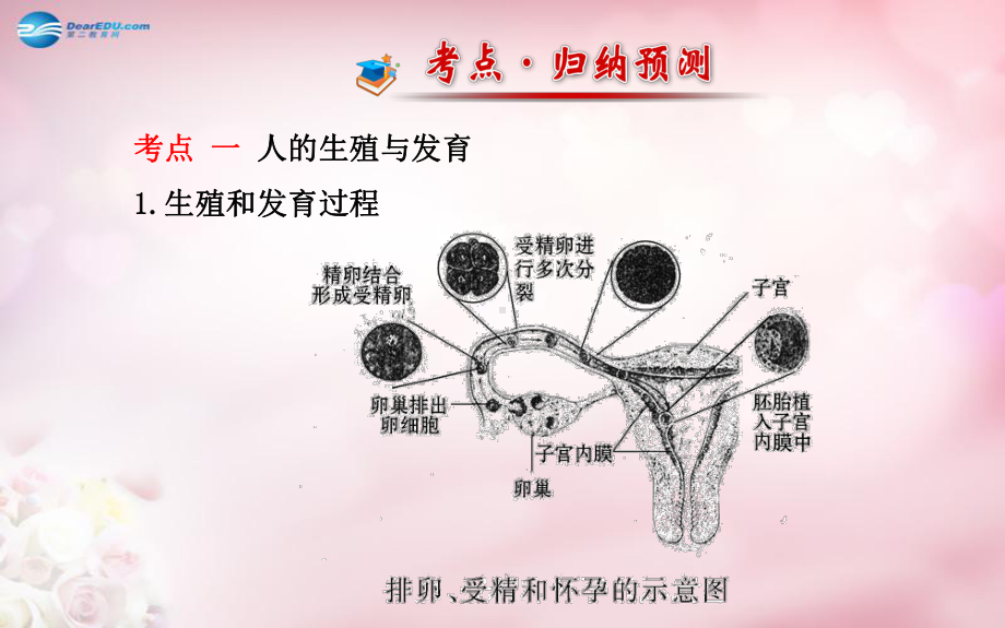 （金榜学案）2014八年级生物上册 第四单元 第三章 人类的生殖和发育复习课件 济南版.ppt_第3页