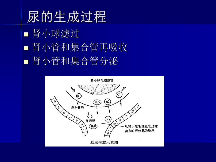 药化课件第十章利尿药.ppt_第2页