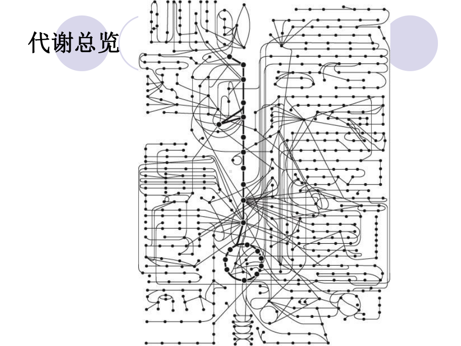 沈阳药科大学生物化学课件-糖代谢.ppt_第2页