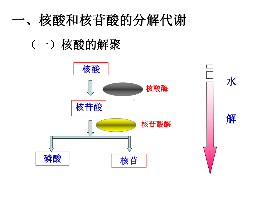 王镜岩生化第三版考研课件 第33章 核酸的降解和核苷酸的代谢.ppt.ppt_第2页