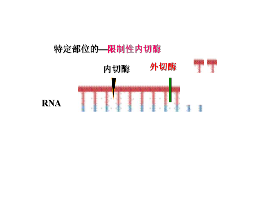 王镜岩生化第三版考研课件 第33章 核酸的降解和核苷酸的代谢.ppt.ppt_第3页