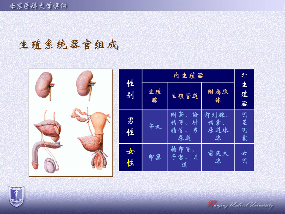 人体结构学 结构学课件（女生殖改）.ppt_第2页