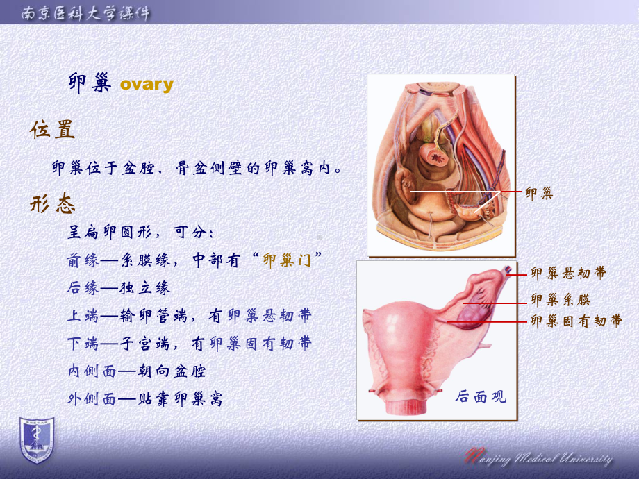 人体结构学 结构学课件（女生殖改）.ppt_第3页