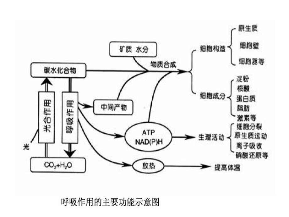 生物化学课件糖代谢2.pptx_第2页