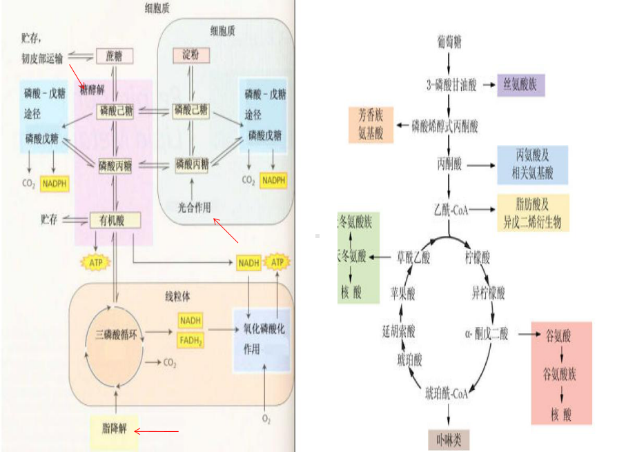 生物化学课件糖代谢2.pptx_第3页