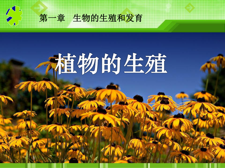 植物的生殖-生物的生殖和发育PPT精品教学课件4.ppt_第1页