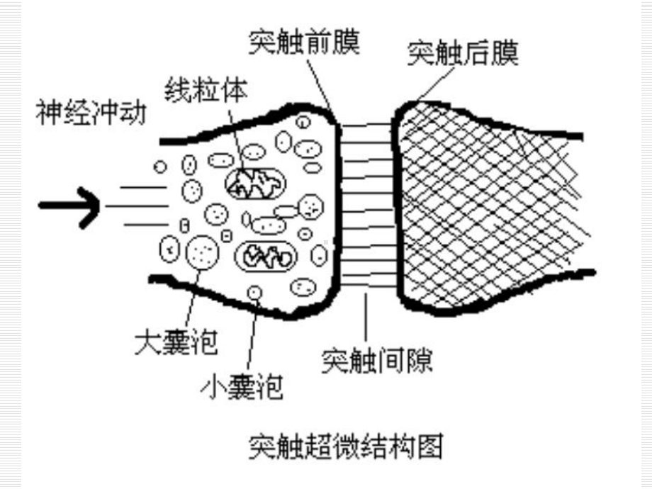 第七章 拟胆碱药和抗胆碱药 ppt课件.ppt_第3页