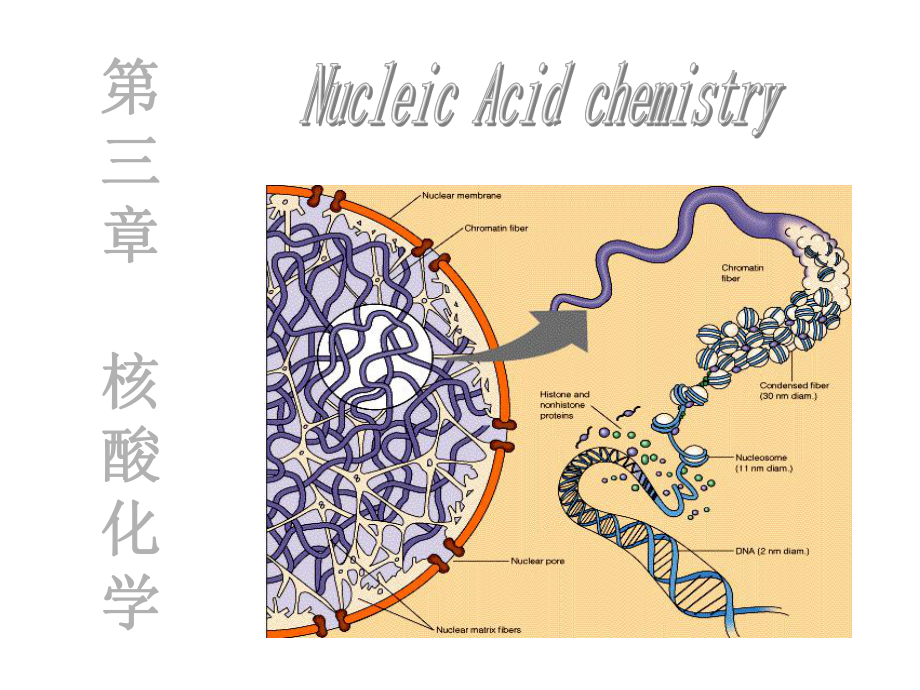 《食品生物化学教学课件》核酸及其代谢.ppt_第1页