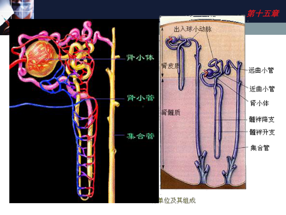 24利尿药和脱水药-PPT课件.ppt_第3页