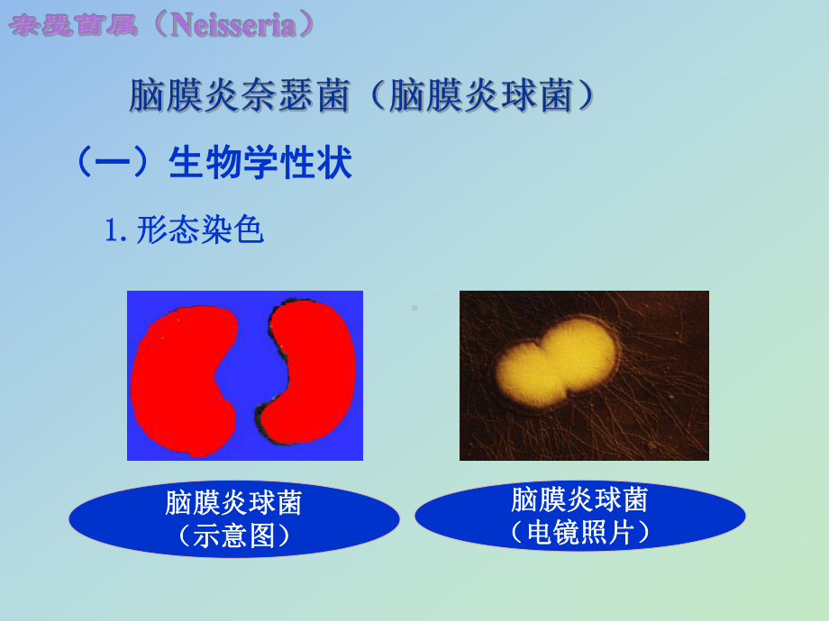 第四节-奈瑟菌属-PPT课件.ppt_第3页