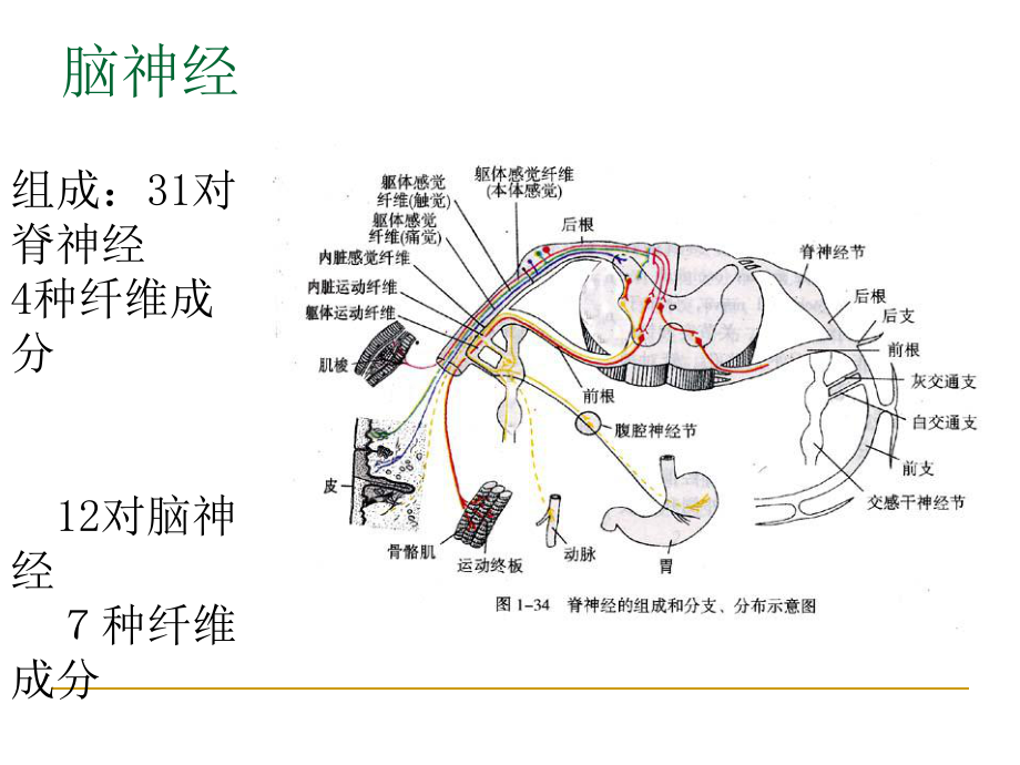 四川大学华西,神经解剖课件-脑神经与内脏神经PPT.ppt_第2页