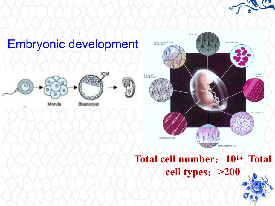 高等教学大一下生物PPT课件：cell-differentiation-and-death.ppt_第2页