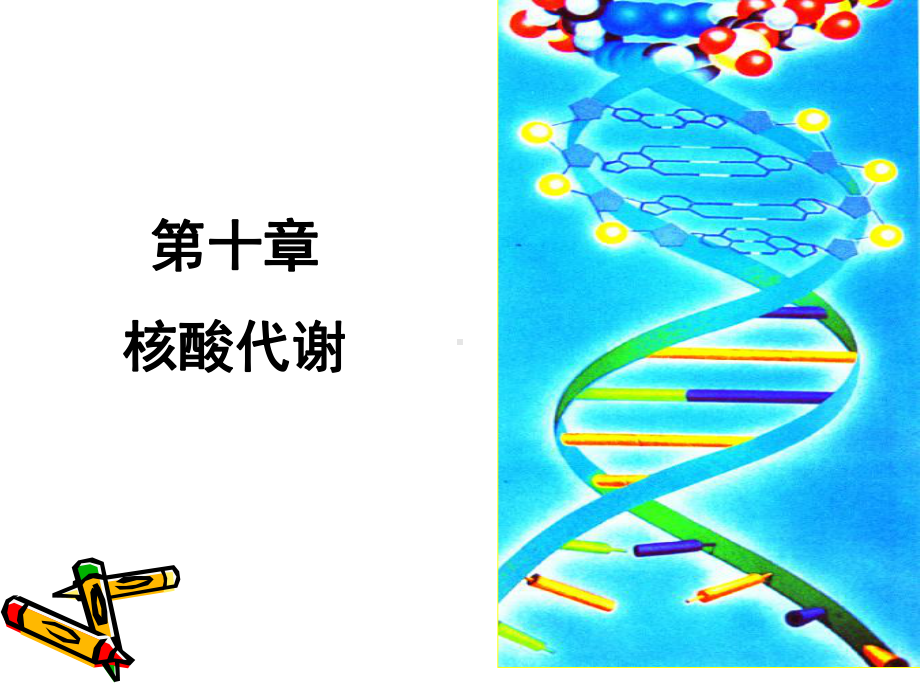 生物化学第九章—核酸代谢 课件.ppt_第1页