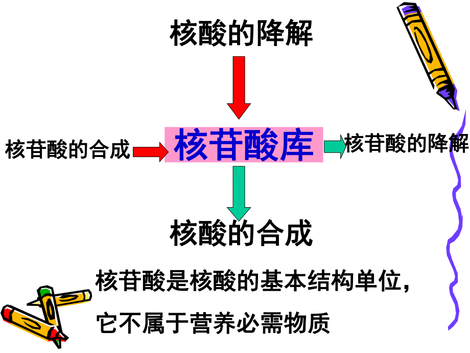 生物化学第九章—核酸代谢 课件.ppt_第2页