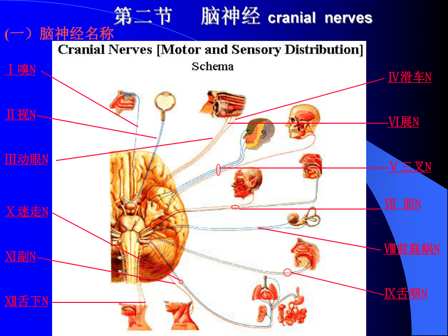 脑神经修改稿-PPT课件.ppt_第1页