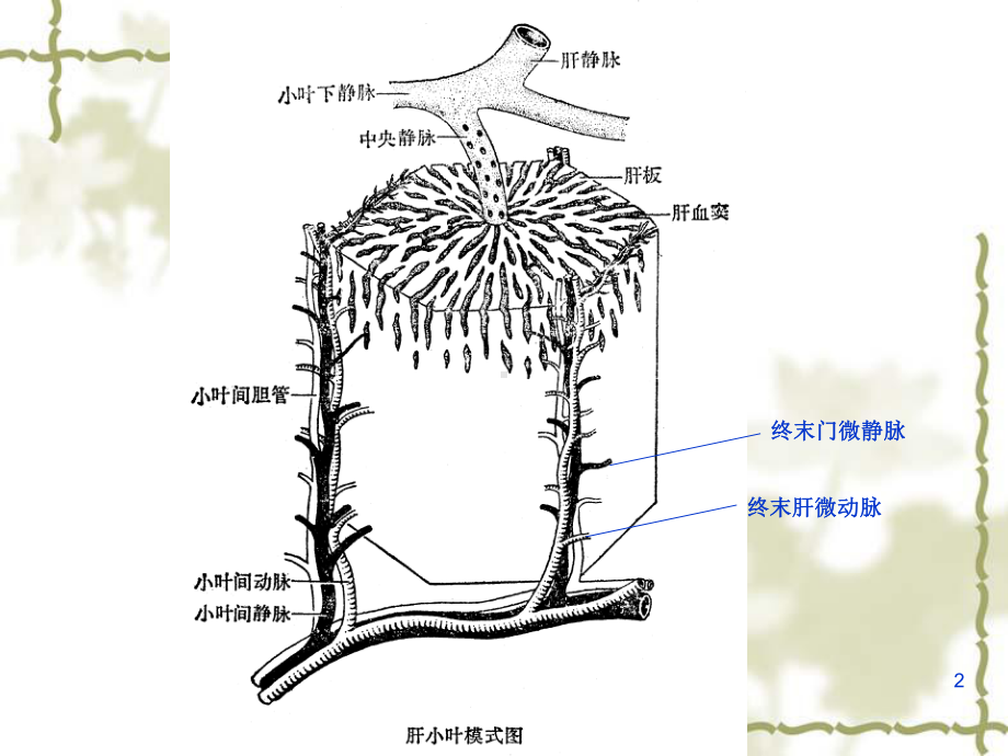 肝的生物化学课件PPT.ppt_第2页