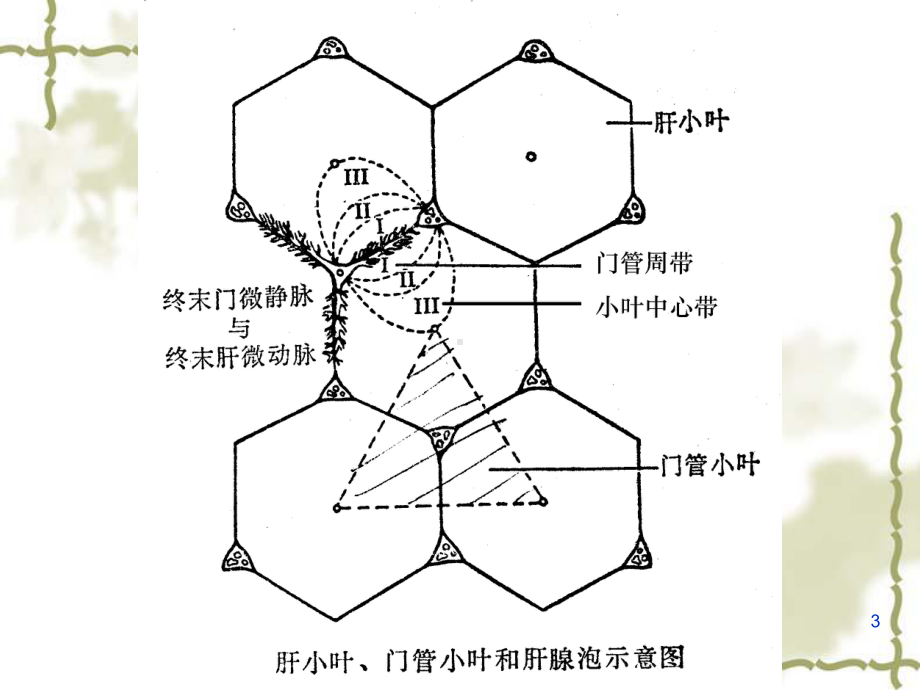 肝的生物化学课件PPT.ppt_第3页