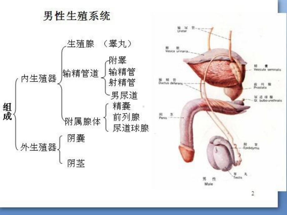 男性性功能障碍精编PPT课件.pptx_第2页